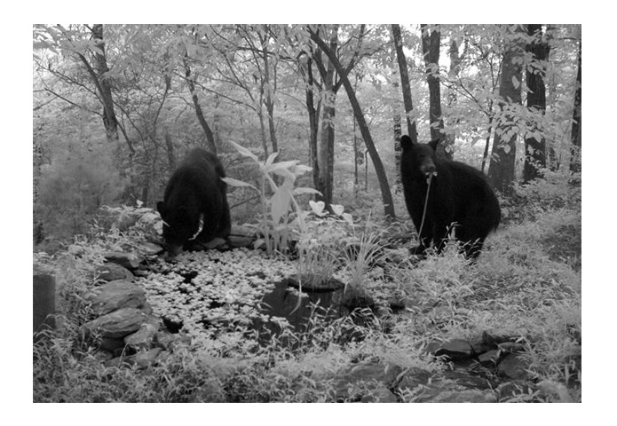 Bears at pond web