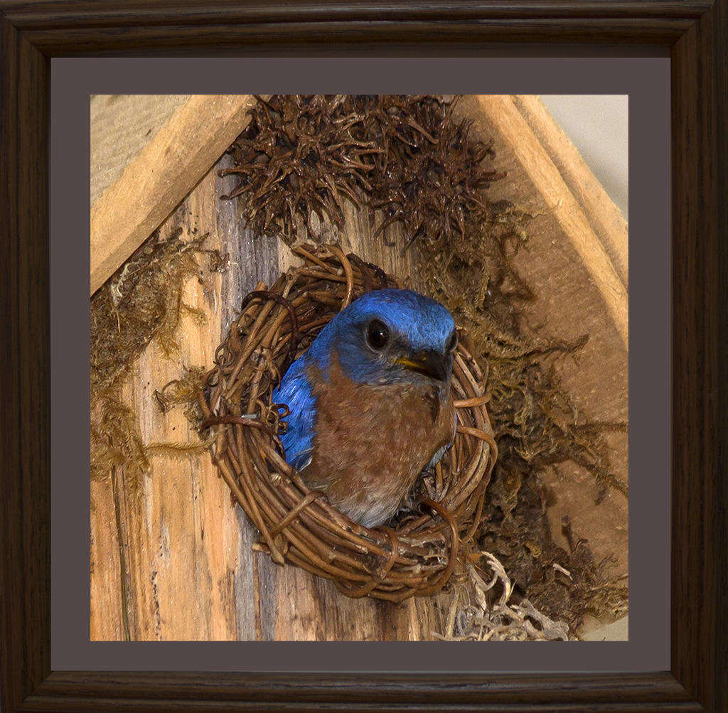 Bluebird in Nest  #8030