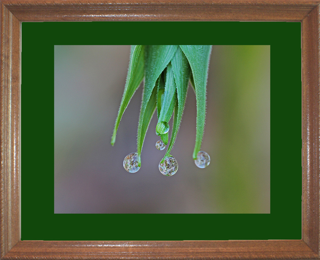 Dew Drops  #6449