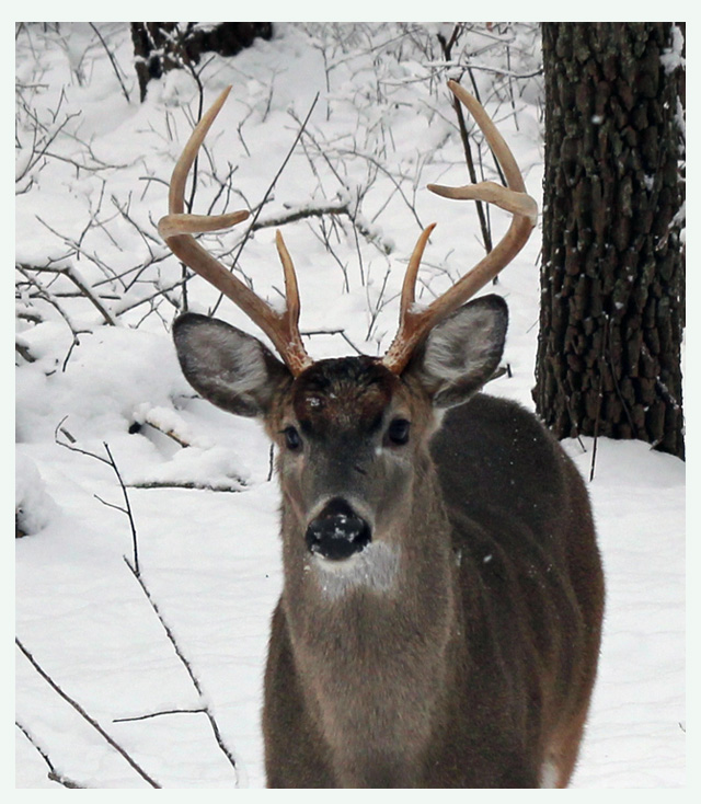 IMG_3012 - buck head web