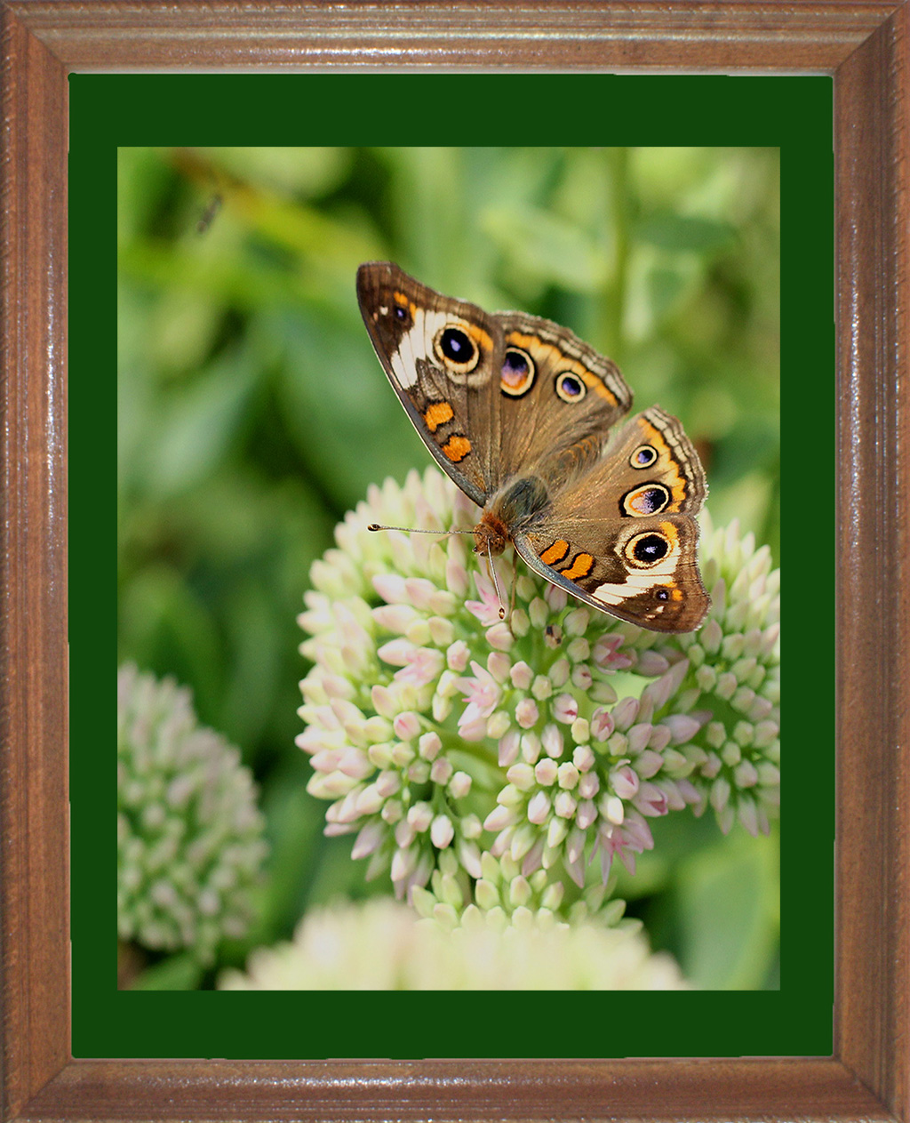 IMG_8261 Common Buckeye